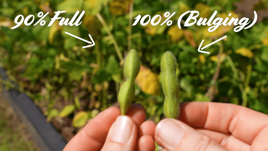 Harvesting Edamame