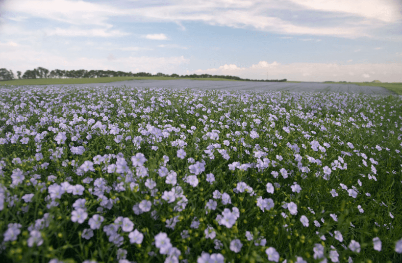 Harvesting Flax Seeds