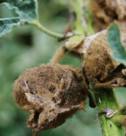 Harvesting Hollyhock Seeds