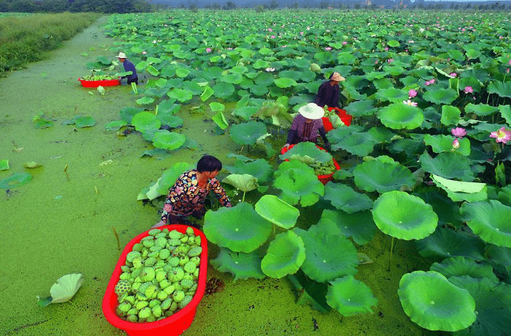 Harvesting Lotus Seeds