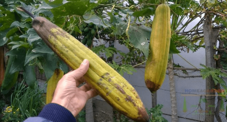 Harvesting Luffa Fruits