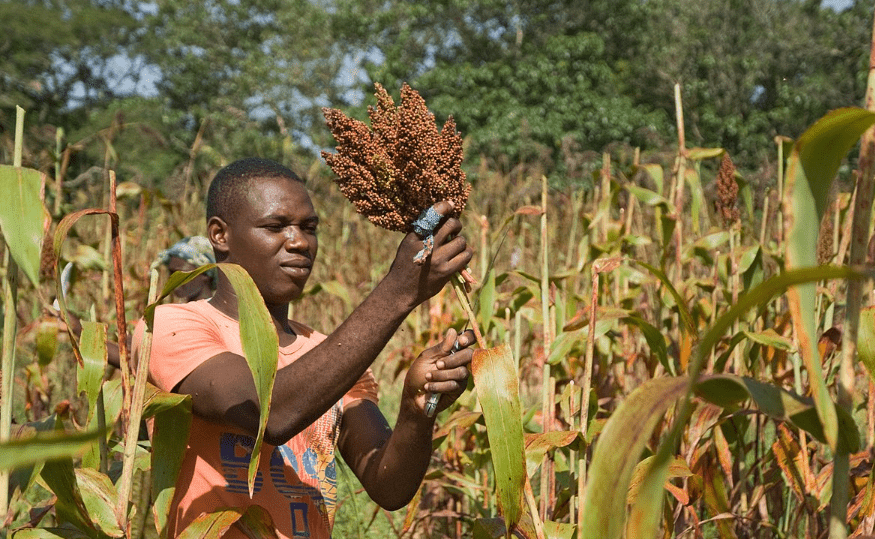 Harvesting Sorghum