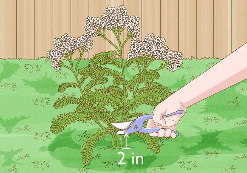 Harvesting Yarrow