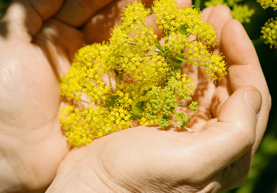 Harvesting and Using Silphium