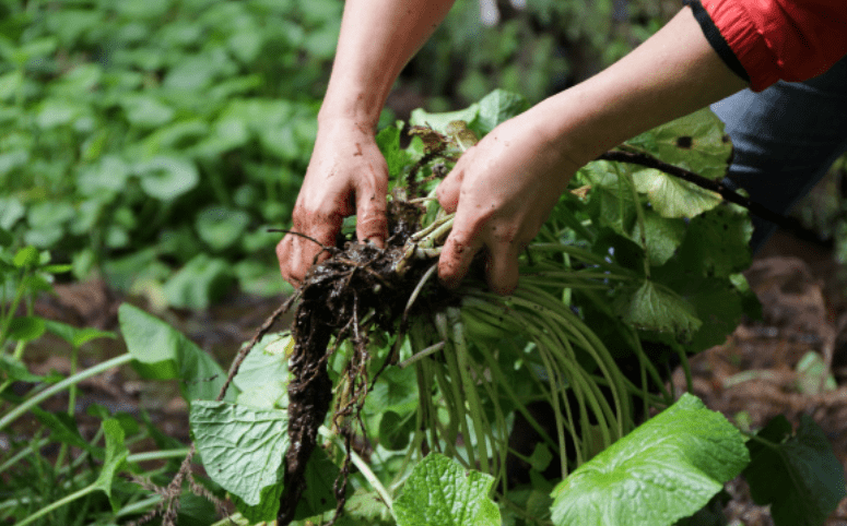 Harvesting and Using Wasabi