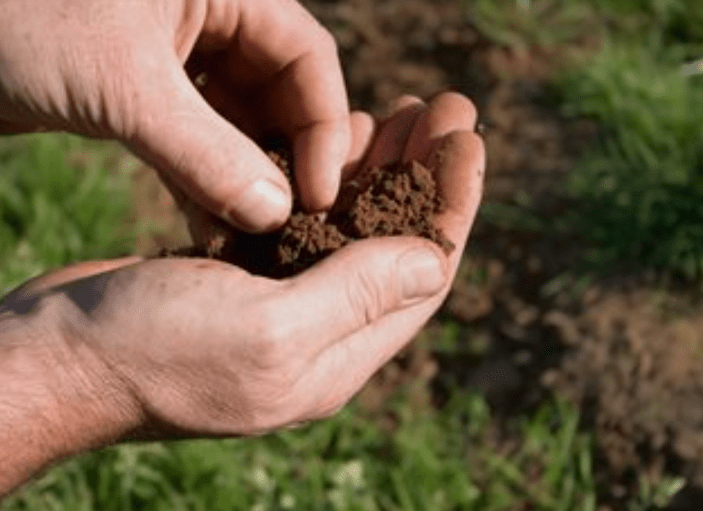 Ideal soil conditions and preparation