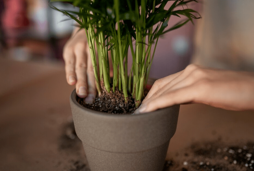 Fertilizing Bamboo Plants