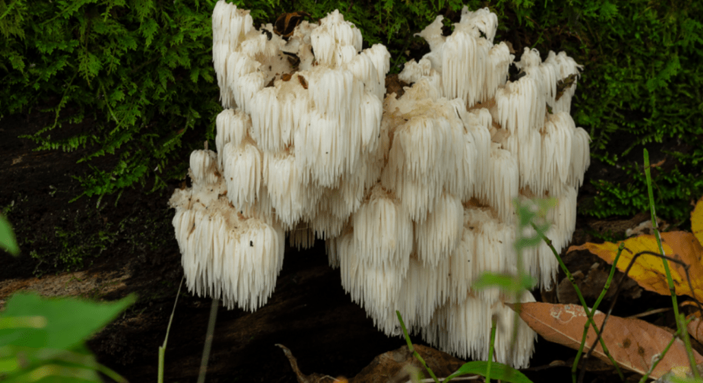 Lion's Mane (Hericium erinaceus) mashroom