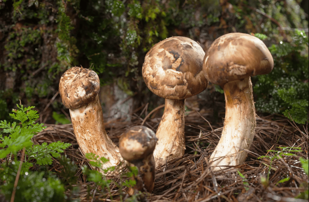 Matsutake (Tricholoma matsutake) mashroom