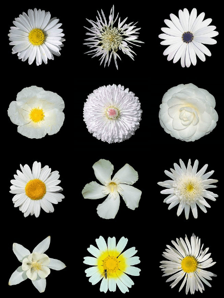 Overview of various species of flowers