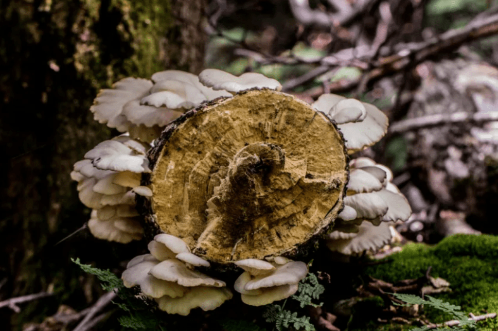 oyster mashroom