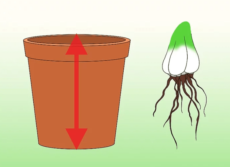 Planting Fly Trap Plant Seeds