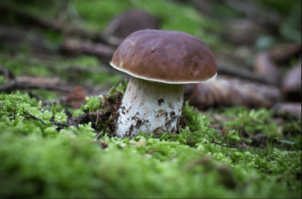 Porcini (Boletus edulis) mashroom