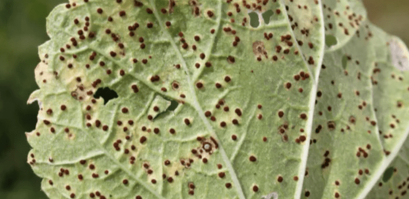 Protecting seedlings from pests and diseases