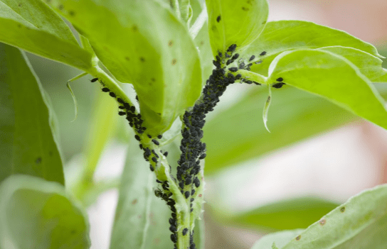 Protecting young plants from pests and diseases