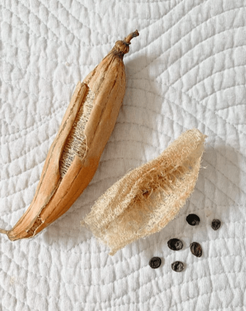 Provide tips on choosing high-quality luffa plant seeds.