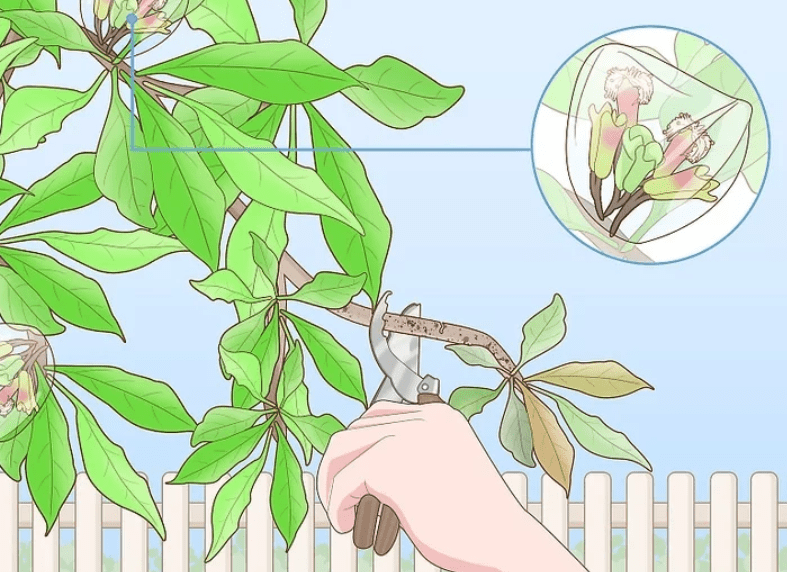 Pruning and Maintenance