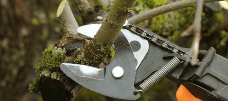 Pruning and Maintenance