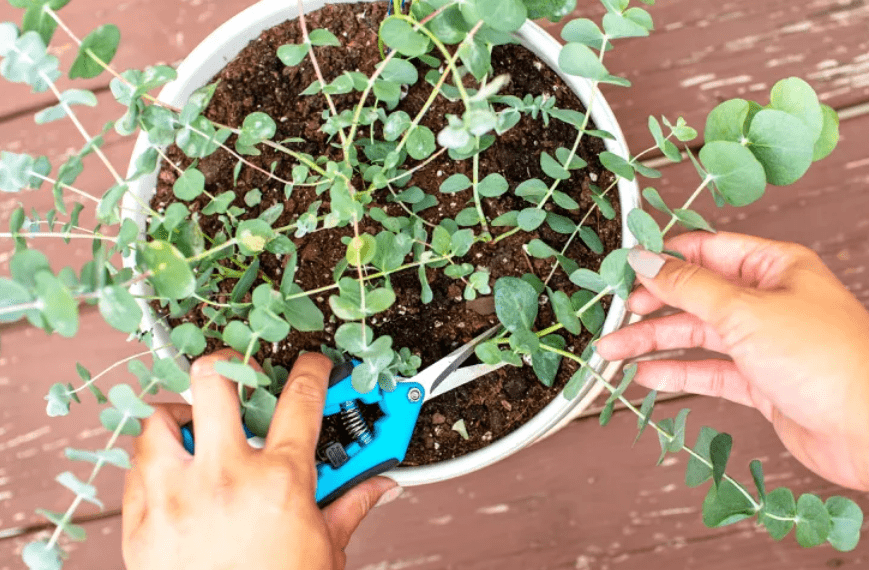 Pruning, watering,