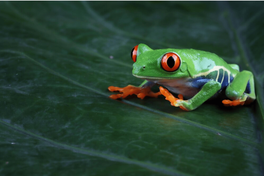 a Red Eyed Green Tree Frogs