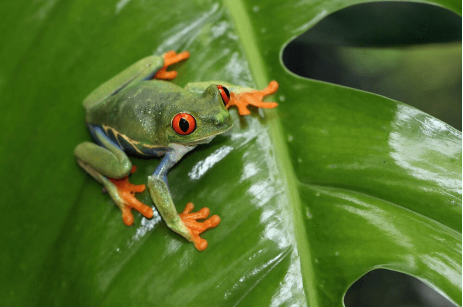 Red eyed Frog on a leaf