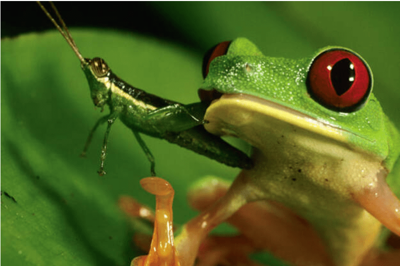 Red eyed Frog is eating insects