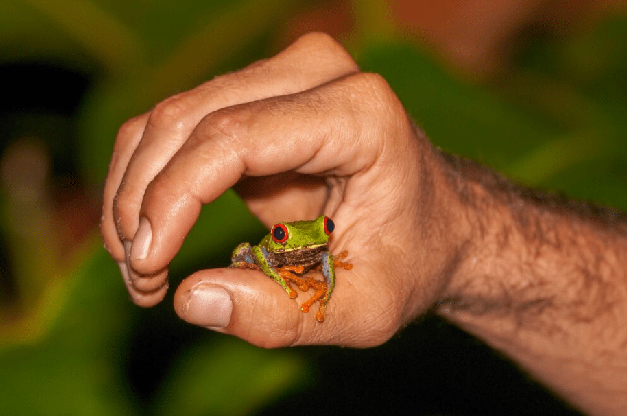 Red eyed Frog on hand