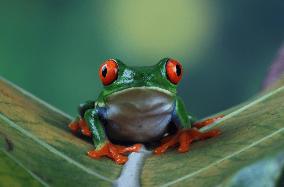 Red eyed Frog