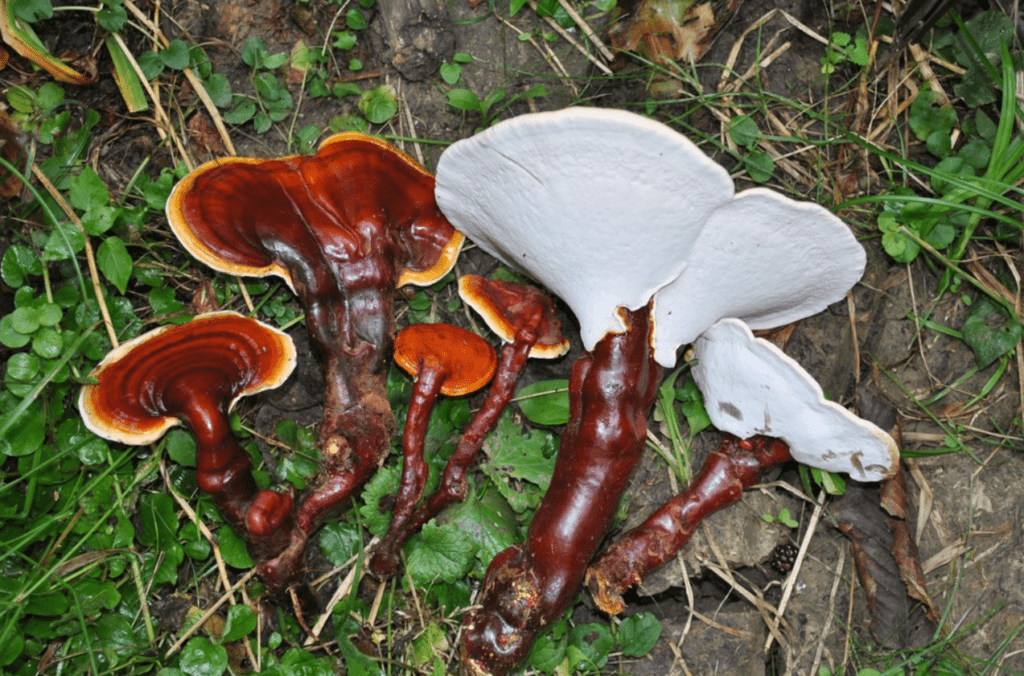 Reishi (Ganoderma lucidum) mashroom