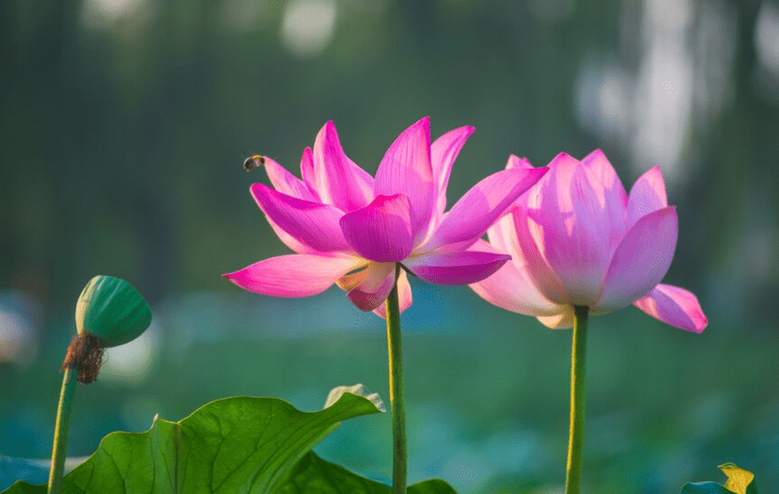 Sacred Lotus