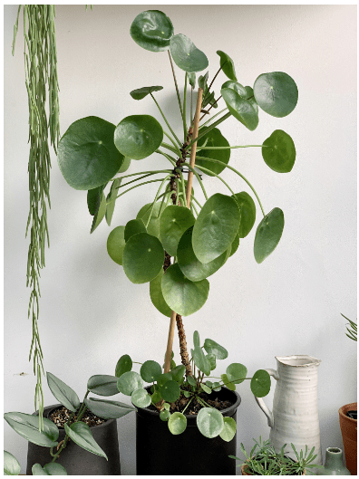 Mature Money Plant