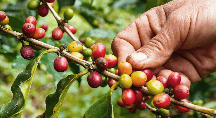 Benefits of Growing Coffee from Seeds 