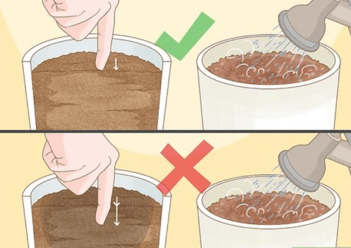 Soil and Pot Preparation