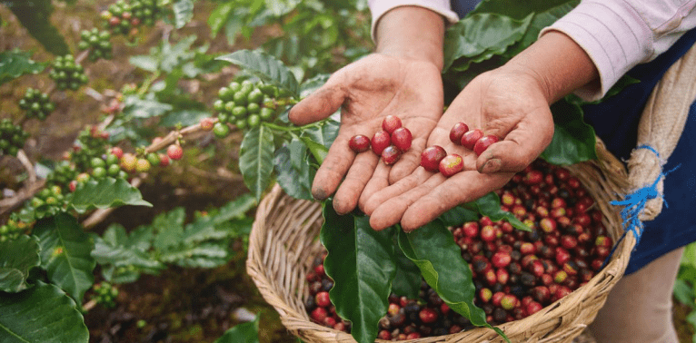 Harvesting Coffee Cherries