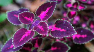 Purple Leaf Plant