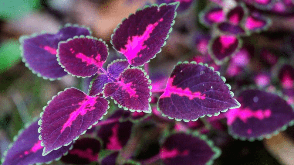 Purple Leaf Plant