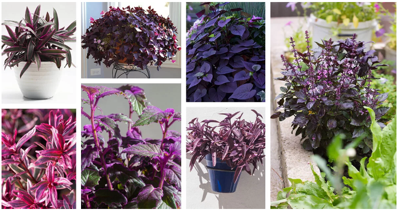 Choosing the Right Purple Leaf