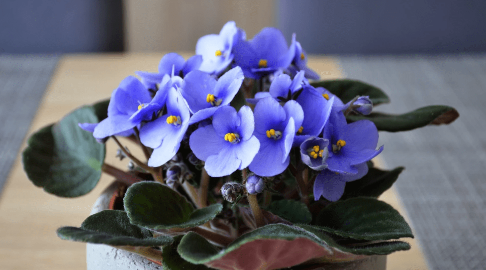 Blue Indoor Plants