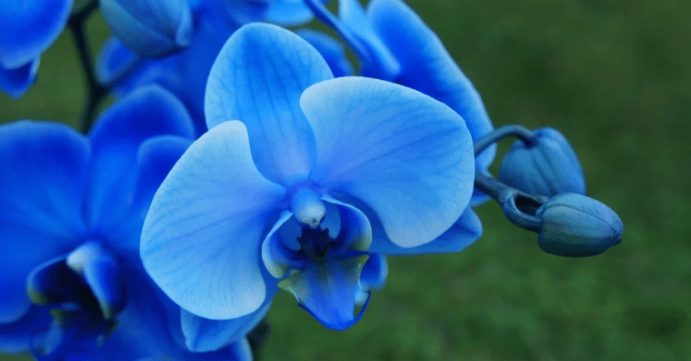 Blue Orchid (Phalaenopsis) 