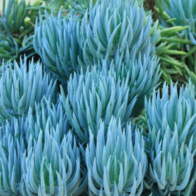 Blue Chalksticks (Senecio serpens) 