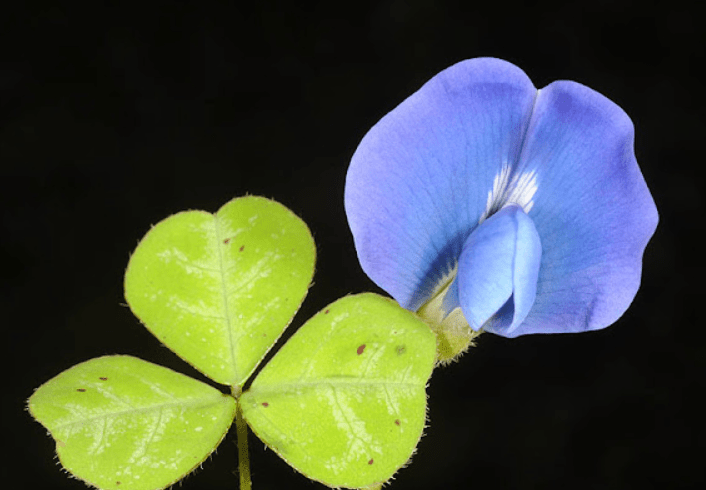 Blue Oxalis