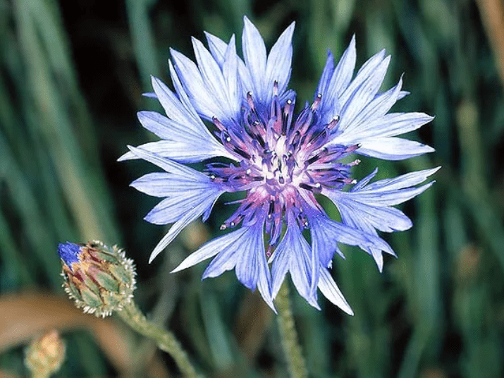  bachelor button plant