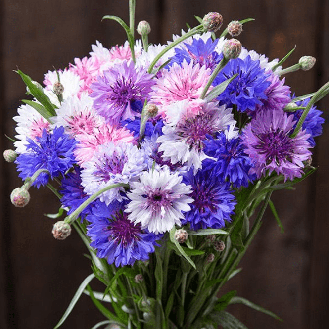 varieties of bachelor buttons