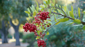 Toyon Tree