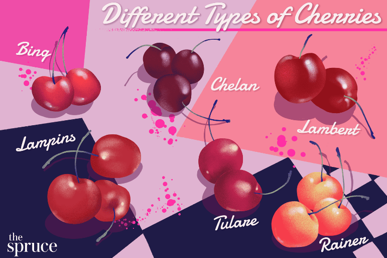 Popular varieties of cherries