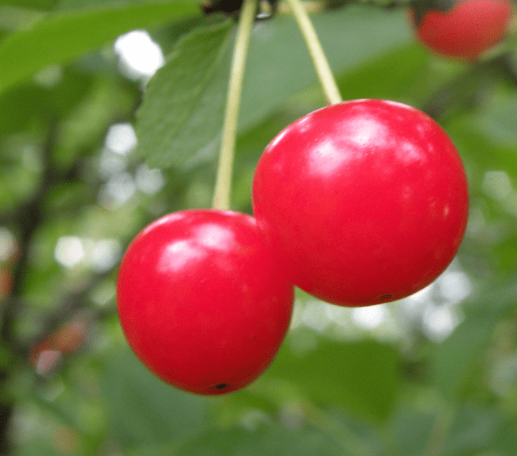 Montmorency cherries