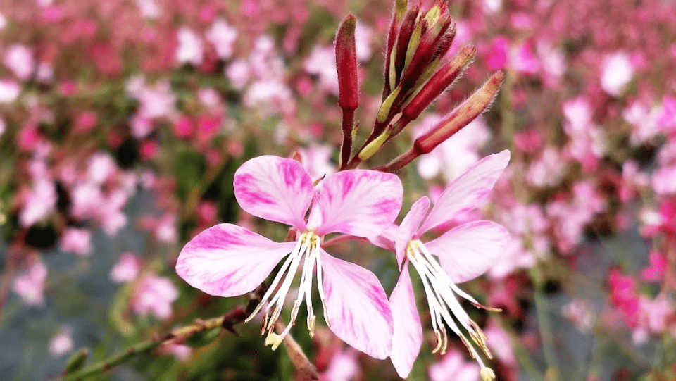 Gaura Flower