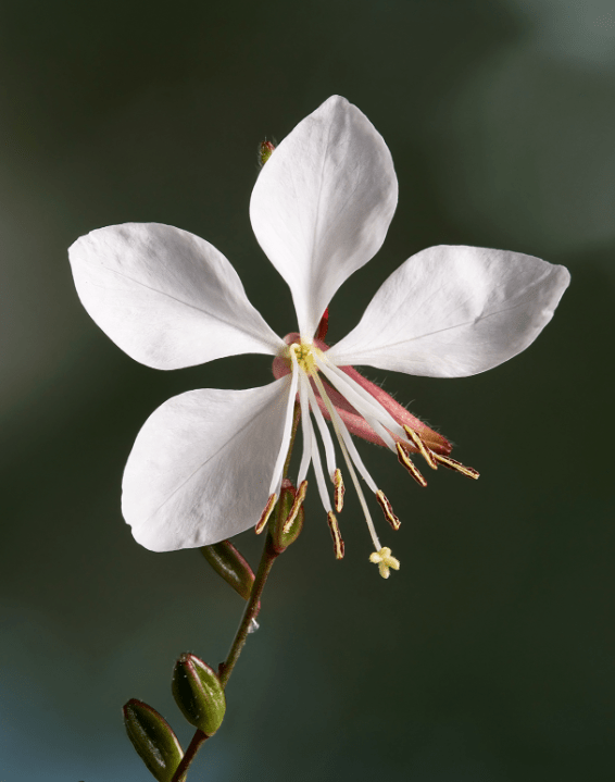 Gaura lindheimeri flower 