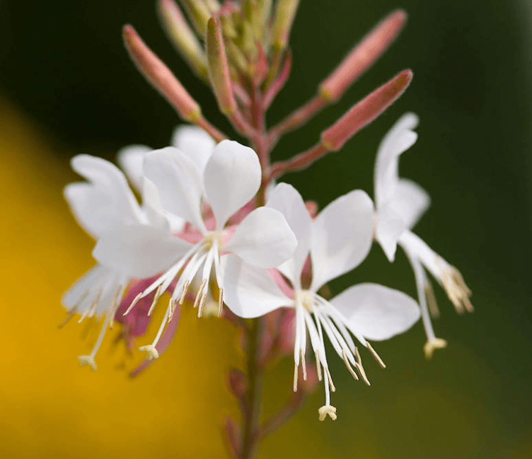 Gaura biennis flower