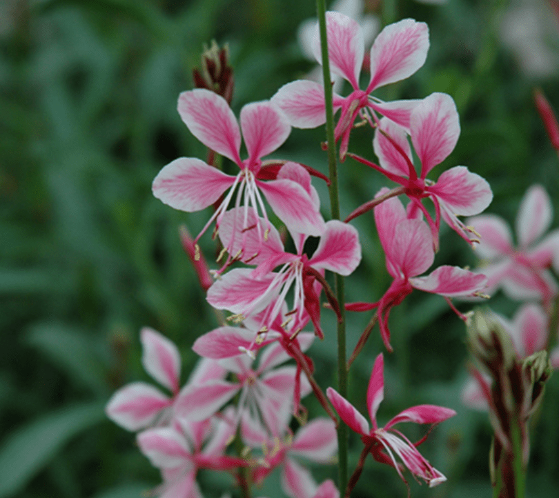 Siskiyou Pink flower